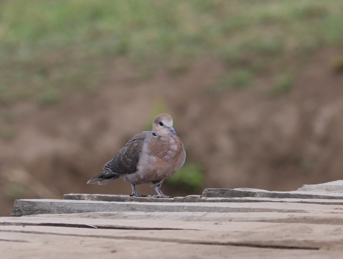 Ring-necked Dove - ML617495172