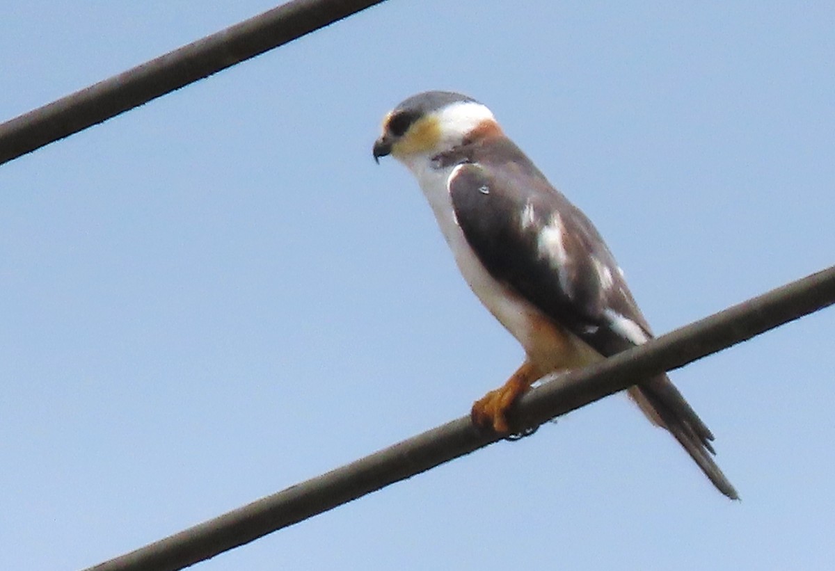 Pearl Kite - Rick Jacobsen