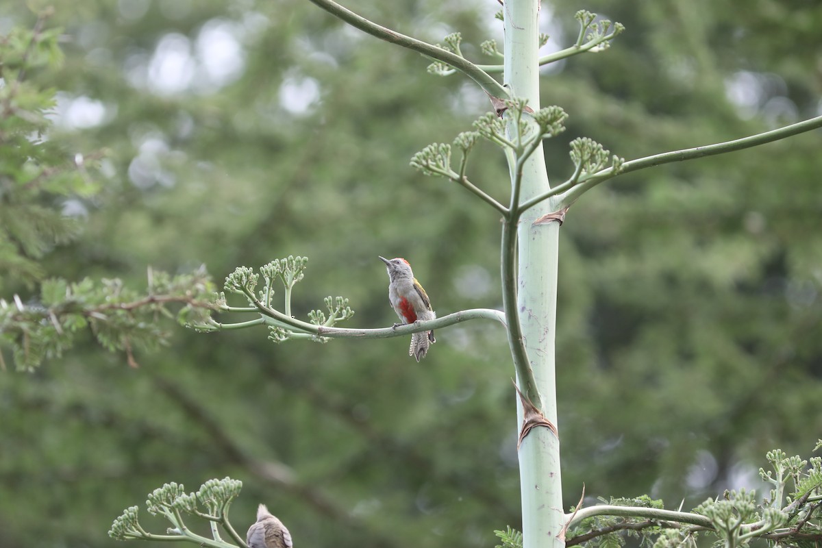 African Gray Woodpecker - Rohan van Twest