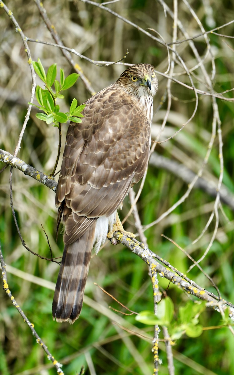 Cooper's Hawk - Kevin Waggoner