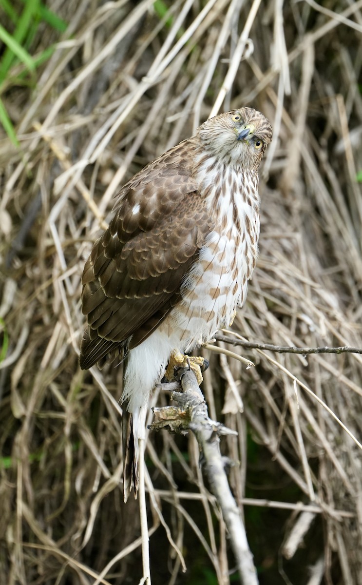 Cooper's Hawk - Kevin Waggoner