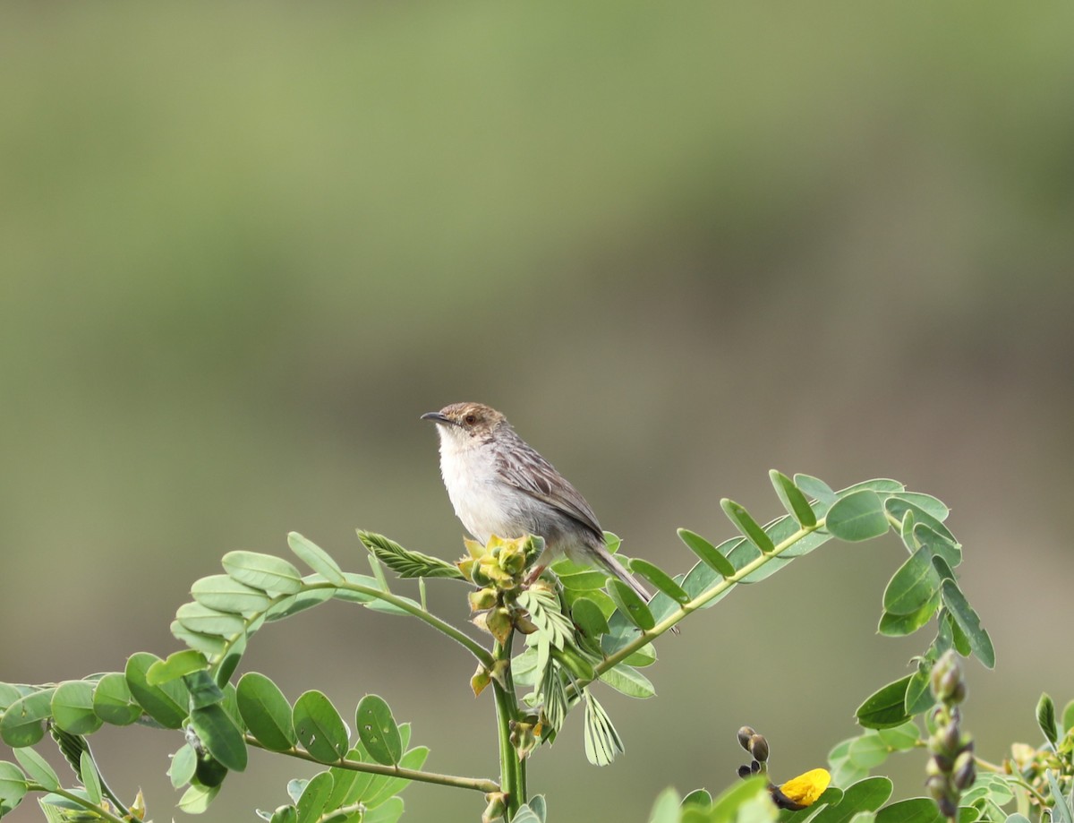 Cistícola Plañidero (distinctus) - ML617495209