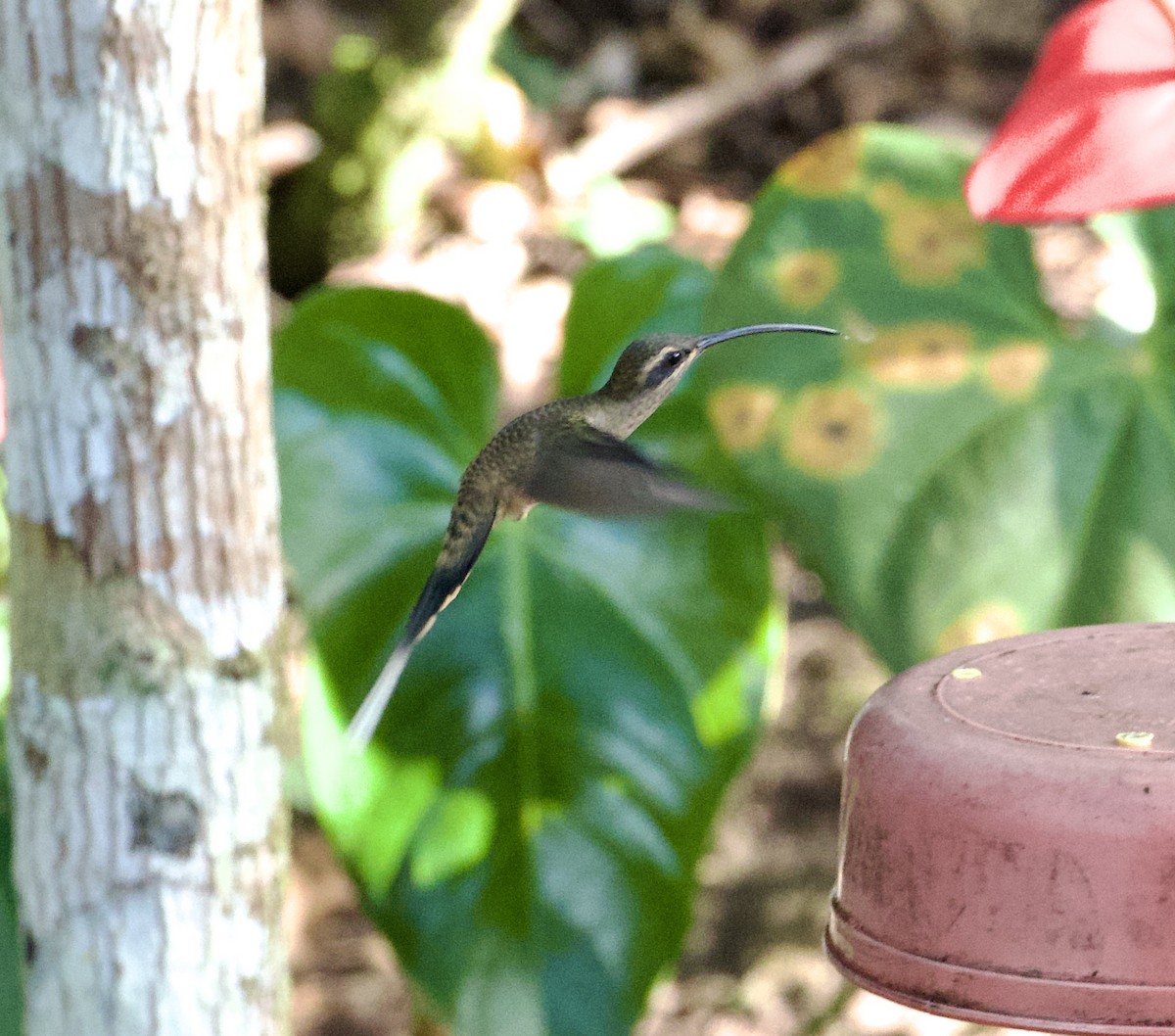 Большеклювый колибри-отшельник - ML617495212