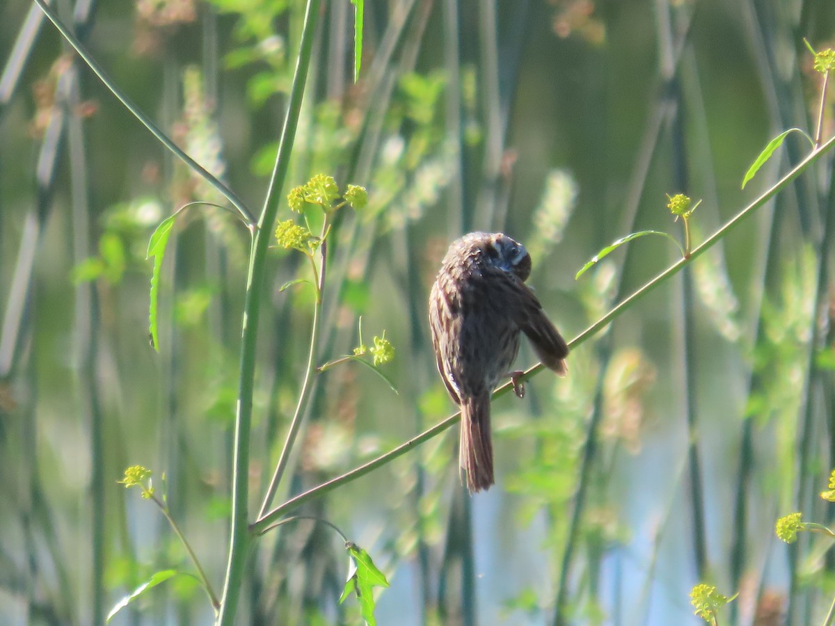 Song Sparrow - ML617495214