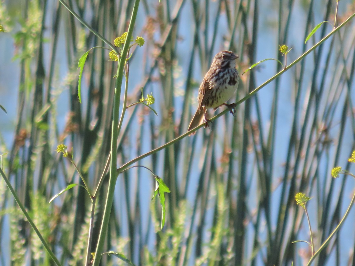 Song Sparrow - ML617495216