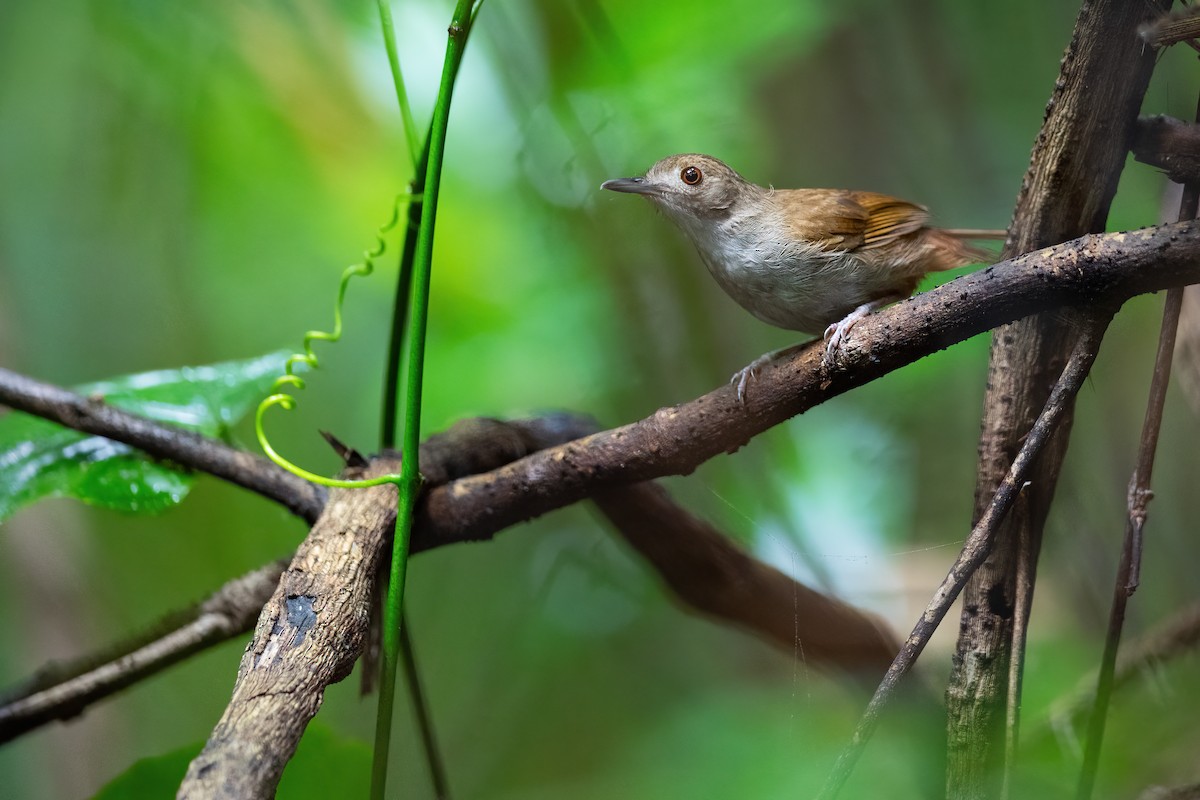 Sulawesi Babbler - ML617495225