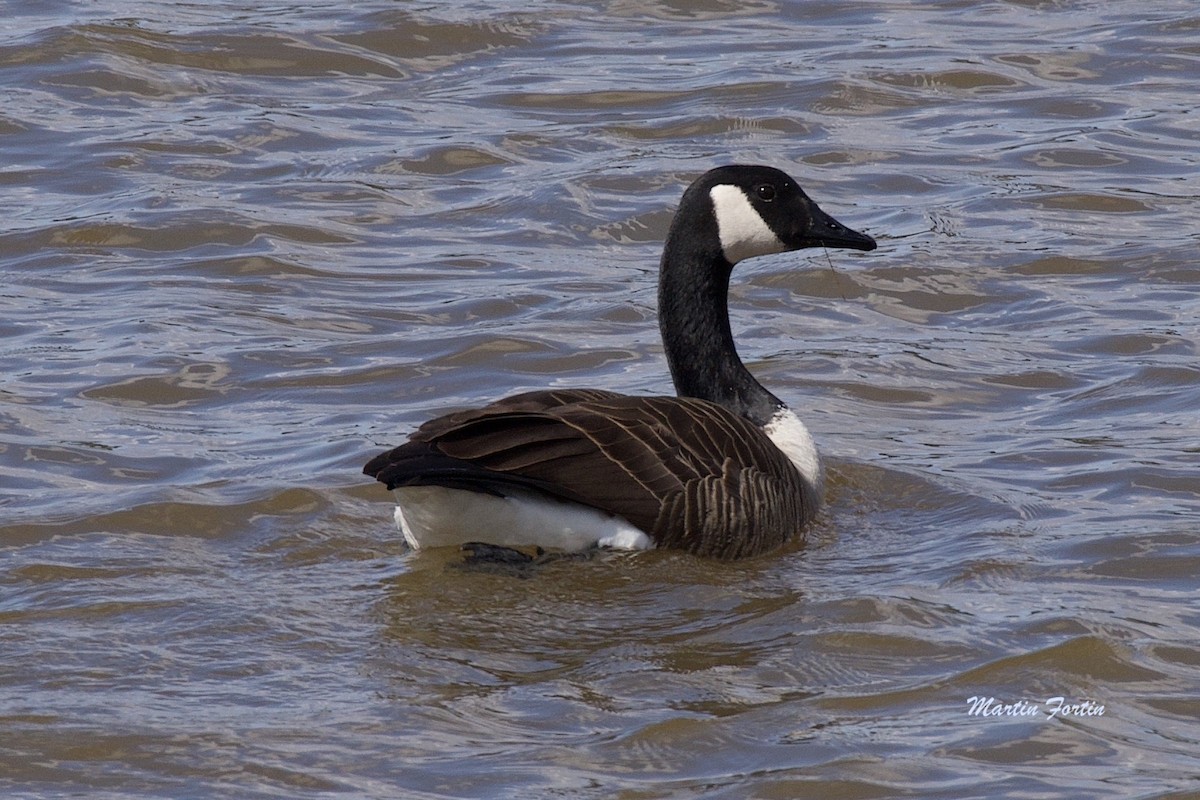 Canada Goose - Martin Fortin