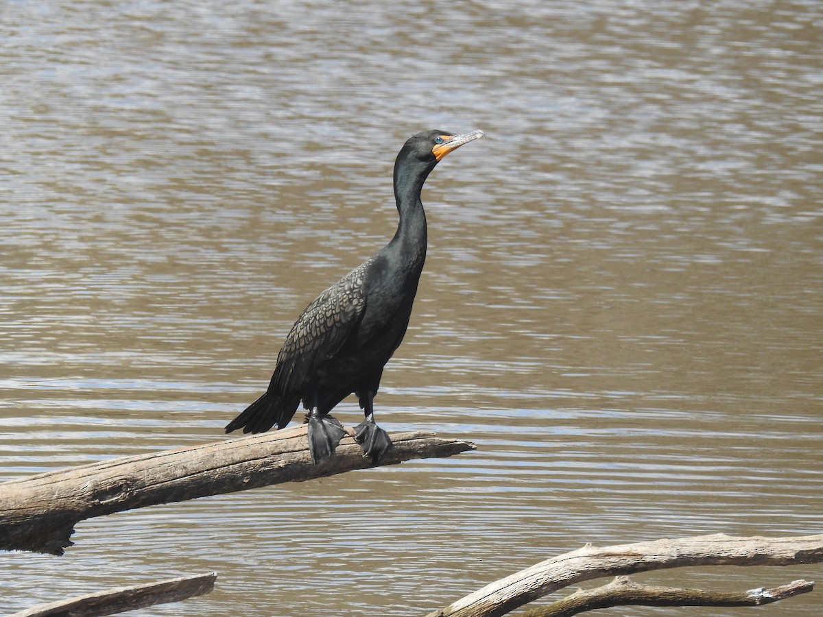 Double-crested Cormorant - ML617495301