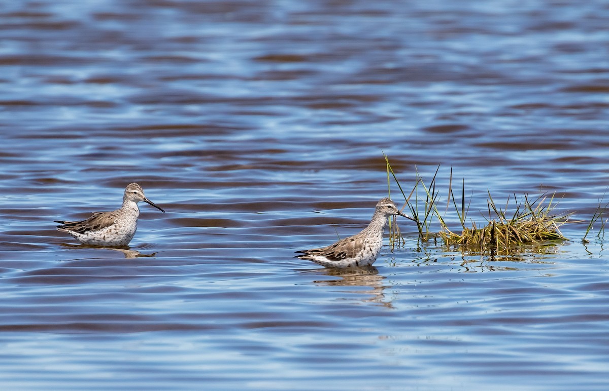 Stilt Sandpiper - ML617495304