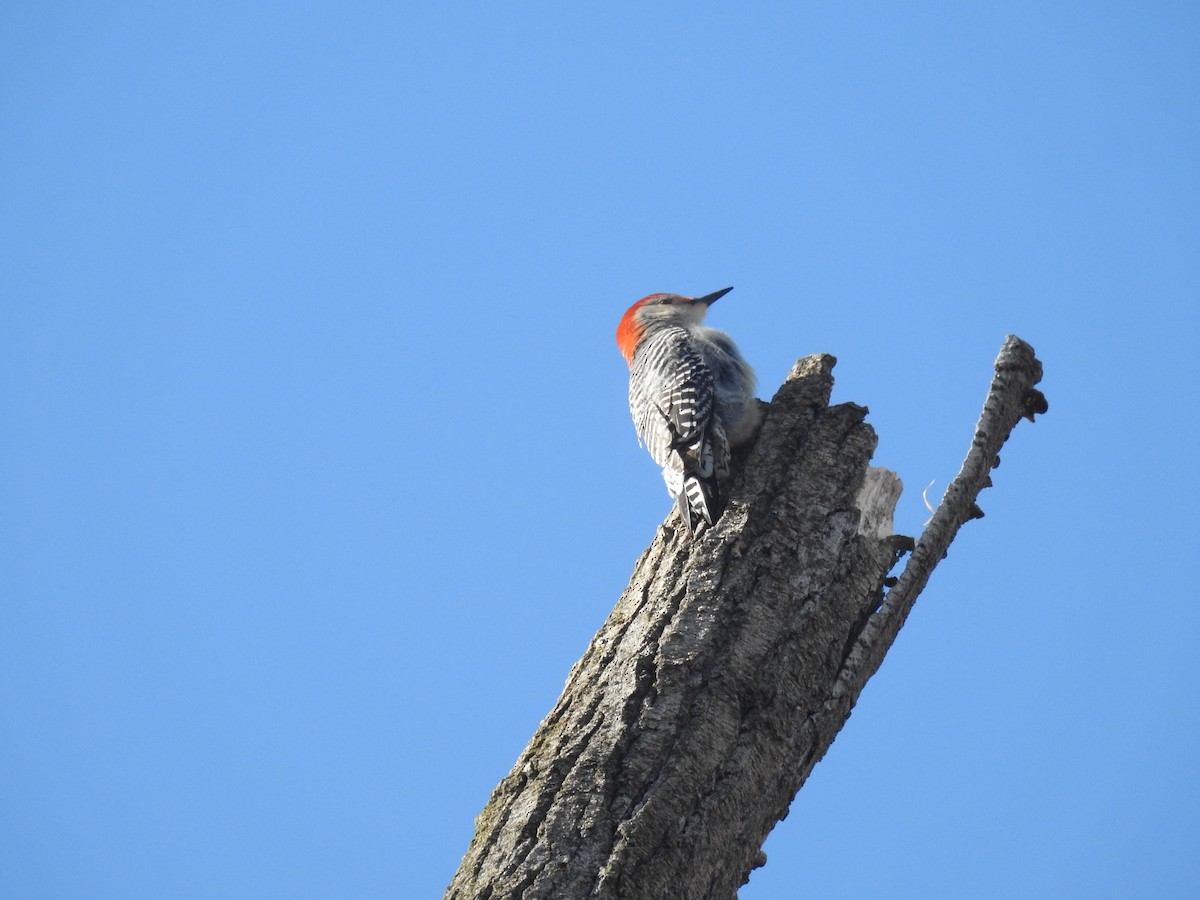 Red-bellied Woodpecker - ML617495330