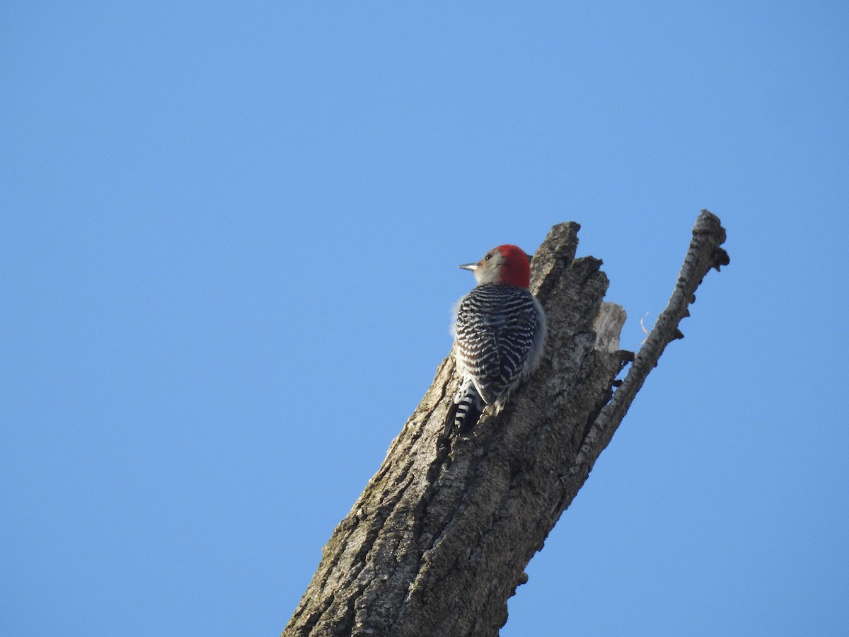 Red-bellied Woodpecker - Tom Dibblee