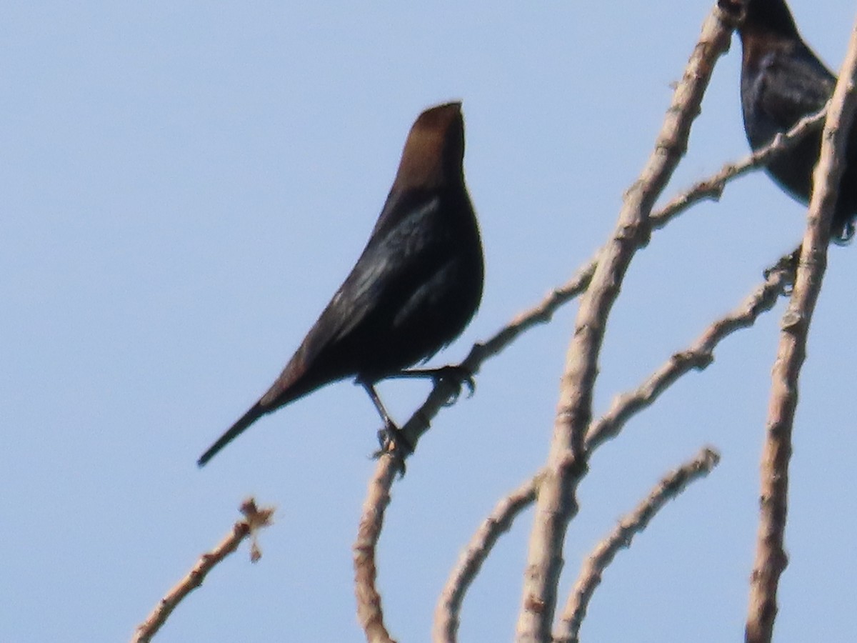 Brown-headed Cowbird - ML617495346