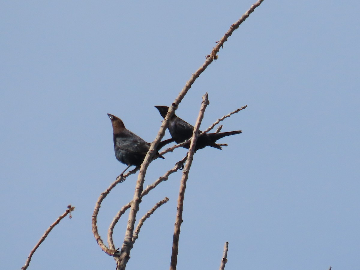 Brown-headed Cowbird - ML617495347