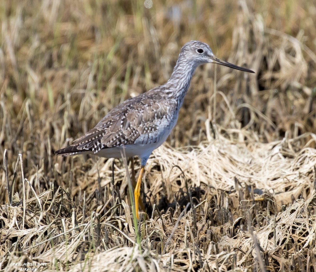 Greater Yellowlegs - ML617495368