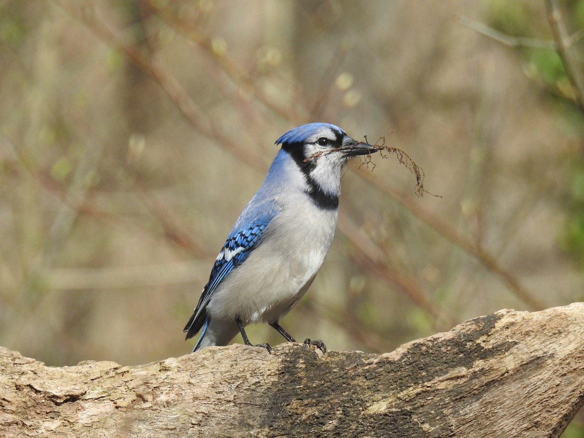 Blue Jay - ML617495371