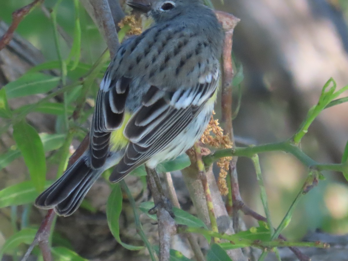 Yellow-rumped Warbler - ML617495430