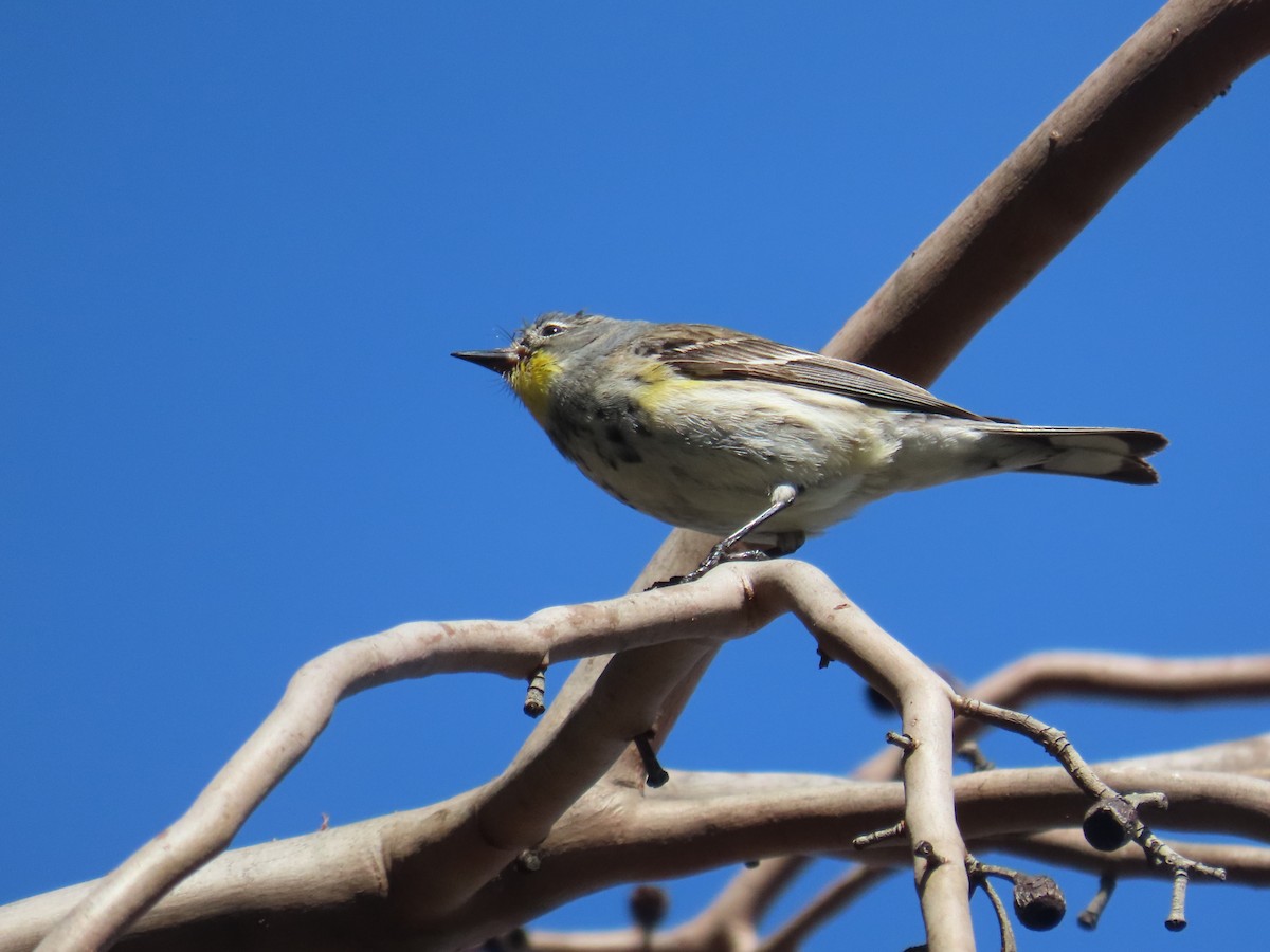 Yellow-rumped Warbler - ML617495431