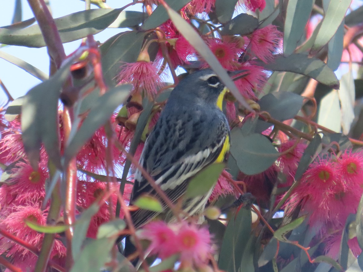 Yellow-rumped Warbler - ML617495432