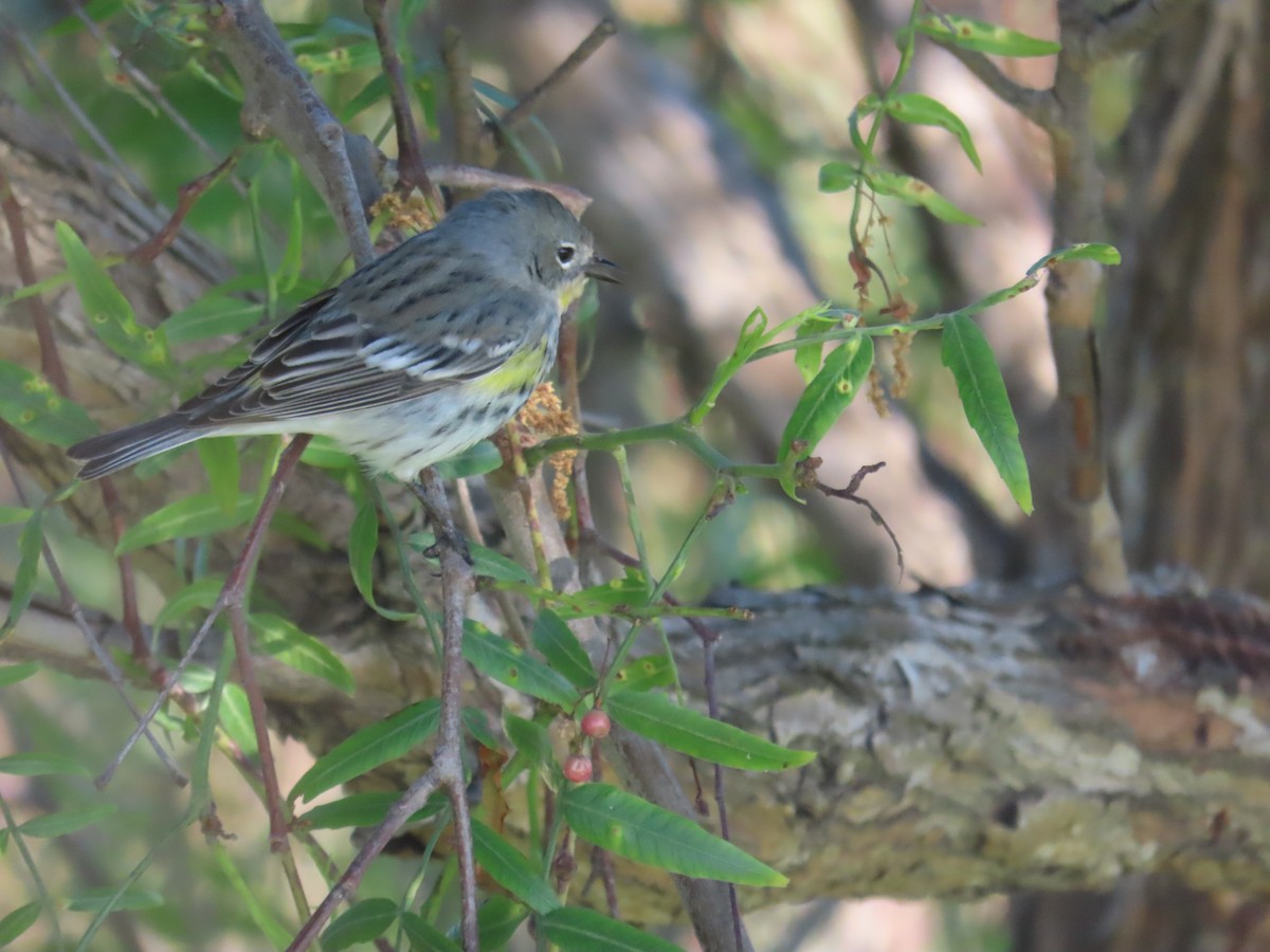 Yellow-rumped Warbler - ML617495433