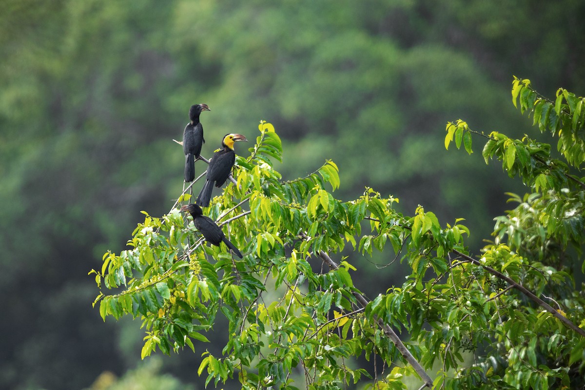 Gelbmasken-Hornvogel (exarhatus) - ML617495445