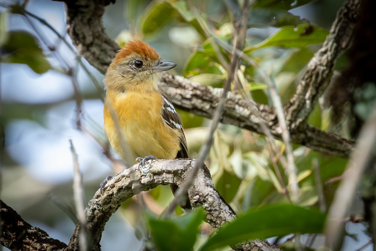 Planalto Slaty-Antshrike - ML617495448