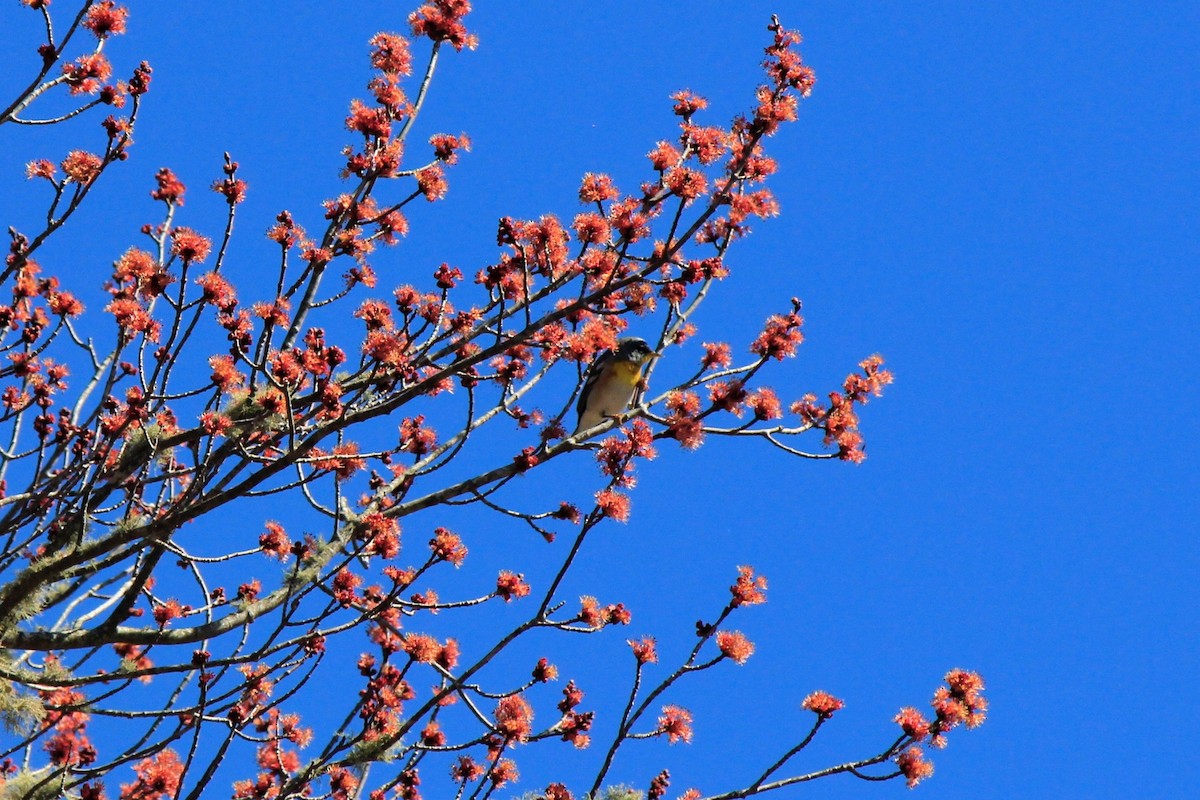 Northern Parula - ML617495453