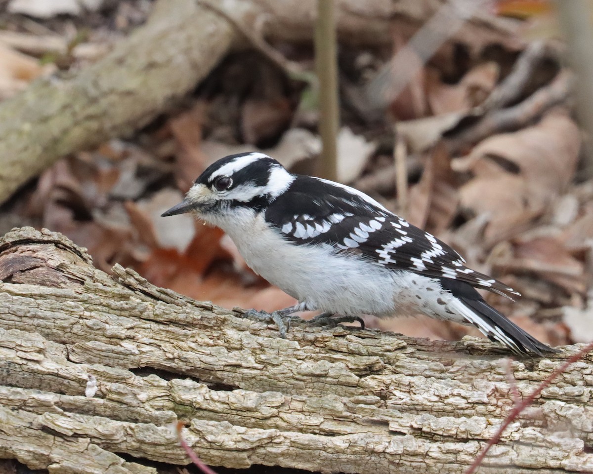 Downy Woodpecker (Eastern) - ML617495479