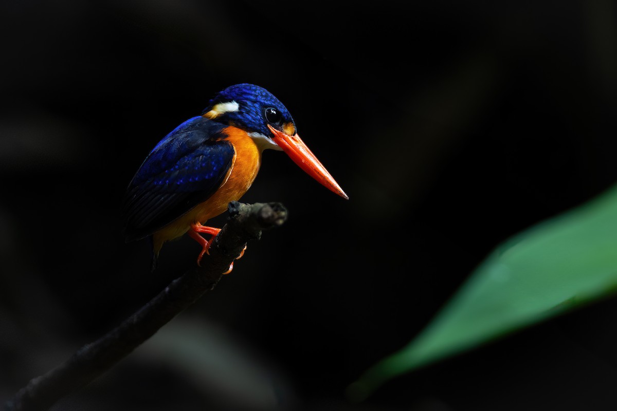 Martin-pêcheur gracieux (uropygialis) - ML617495531