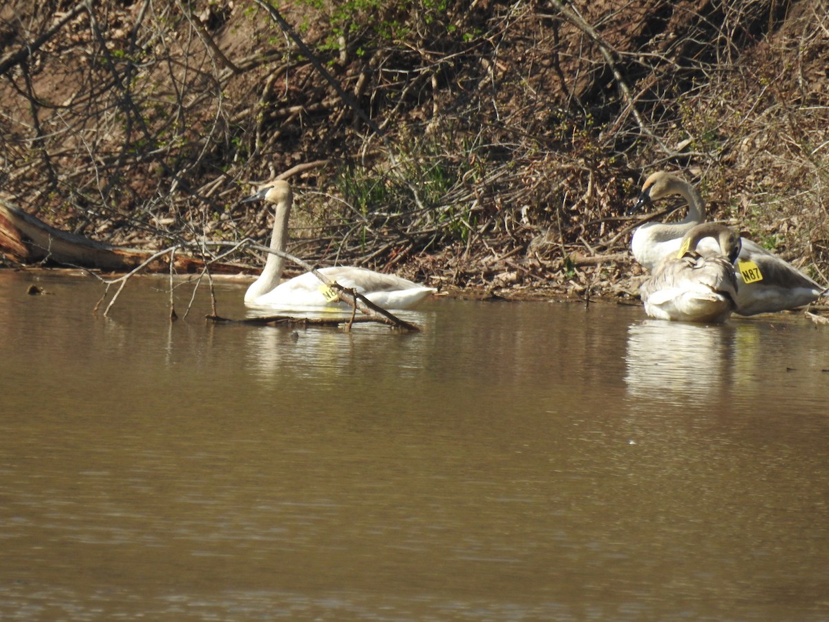 Trumpeter Swan - ML617495616