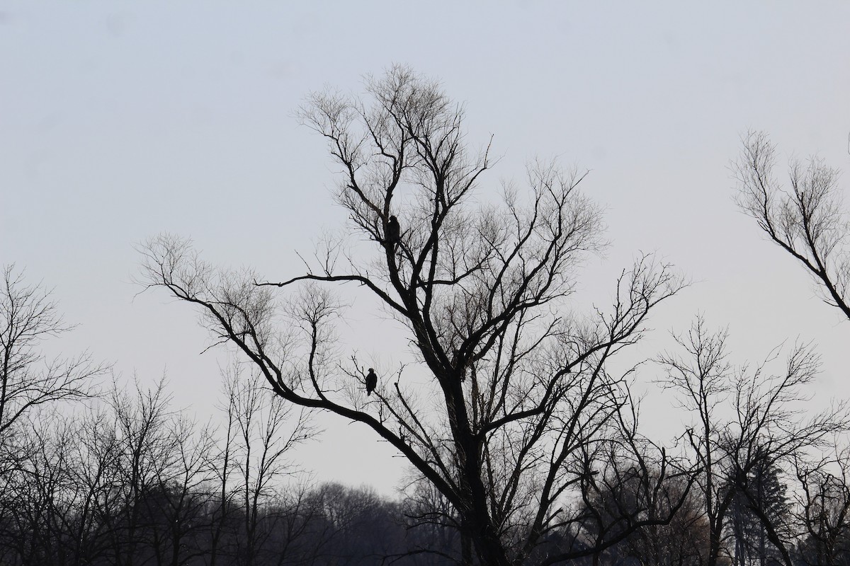 Bald Eagle - Leslie Andrich