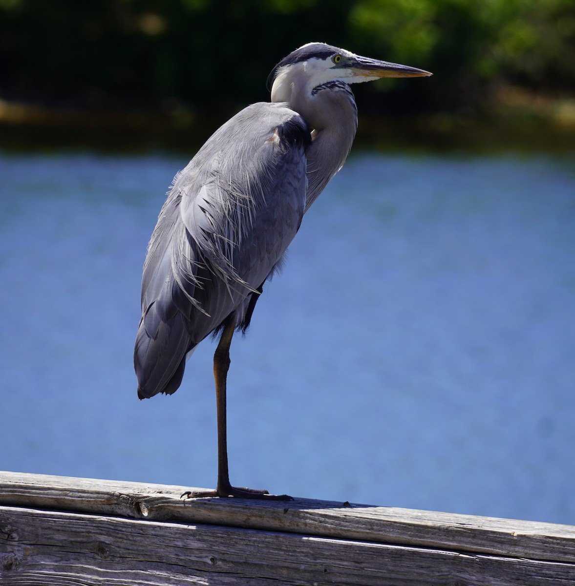 Great Blue Heron - ML617495741