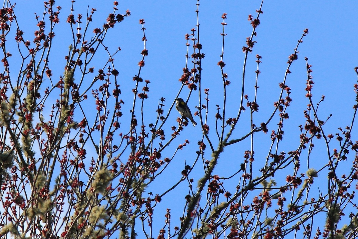 Yellow-rumped Warbler (Myrtle) - ML617495758