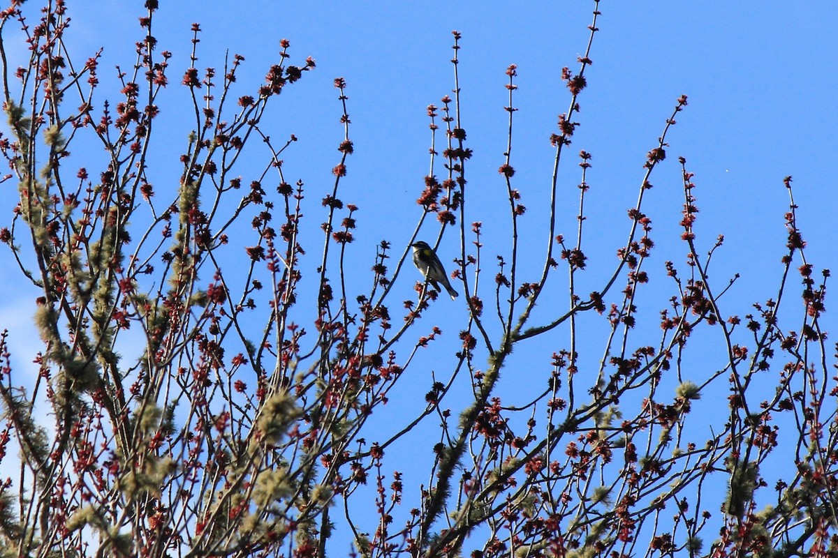 Yellow-rumped Warbler (Myrtle) - ML617495759