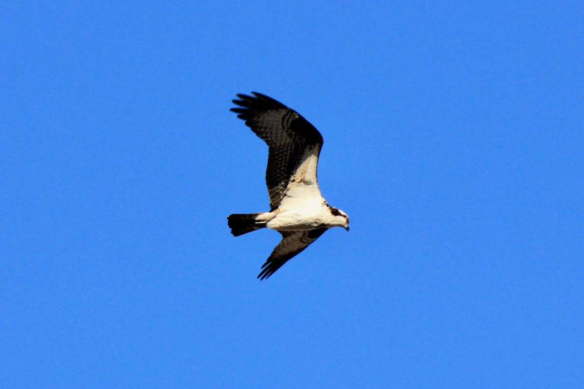 Osprey - ML617495766