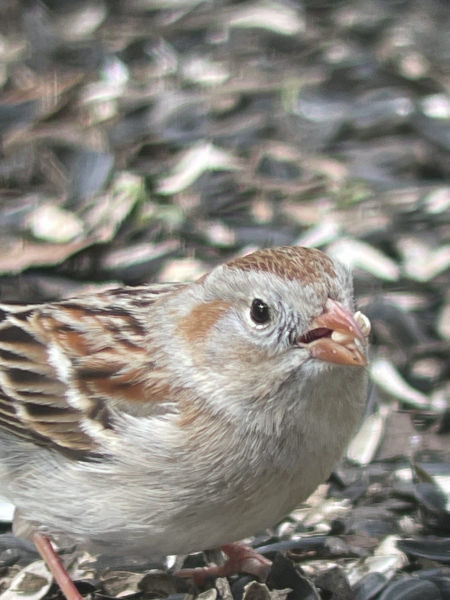 Field Sparrow - ML617495777