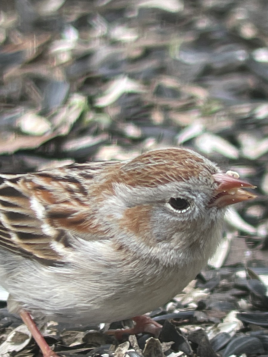 Field Sparrow - ML617495778