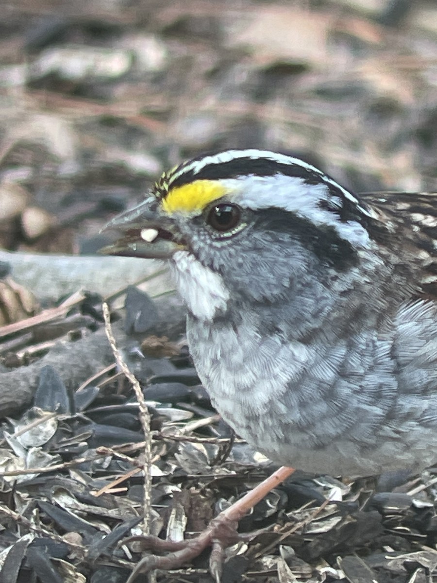 White-throated Sparrow - ML617495783