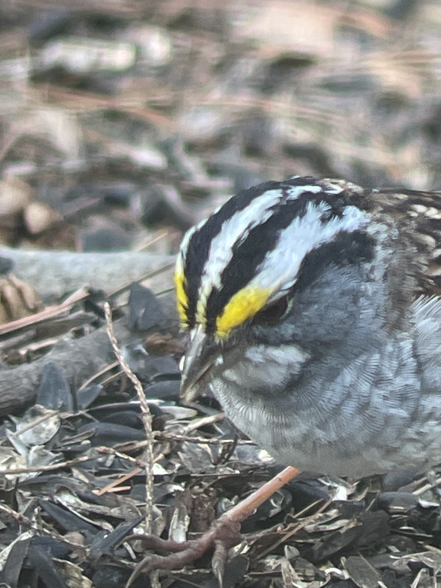 White-throated Sparrow - ML617495784