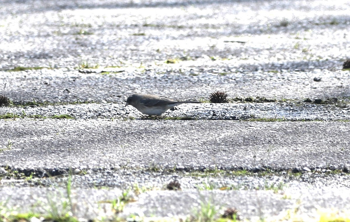 Dark-eyed Junco - ML617495801
