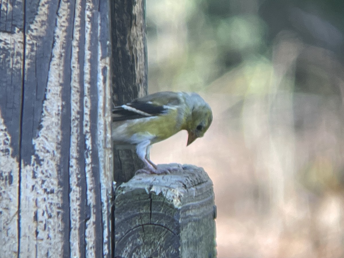 American Goldfinch - ML617495809