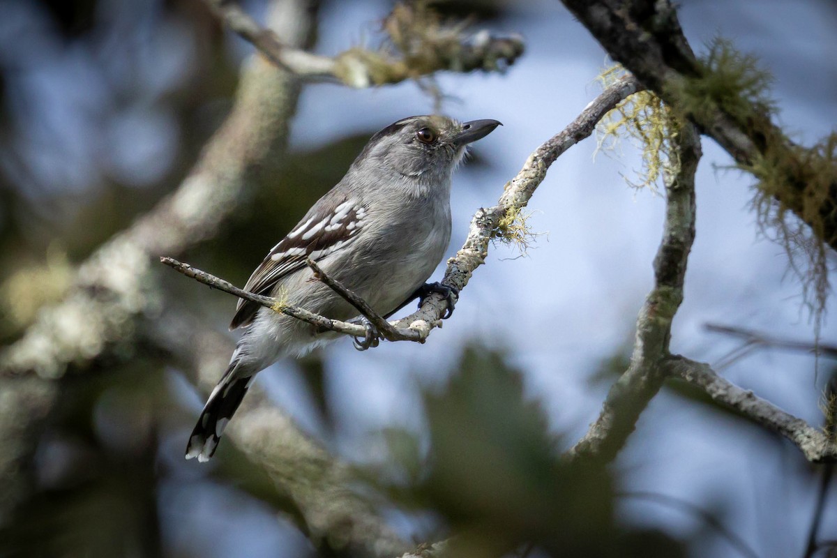 Planalto Slaty-Antshrike - ML617495824