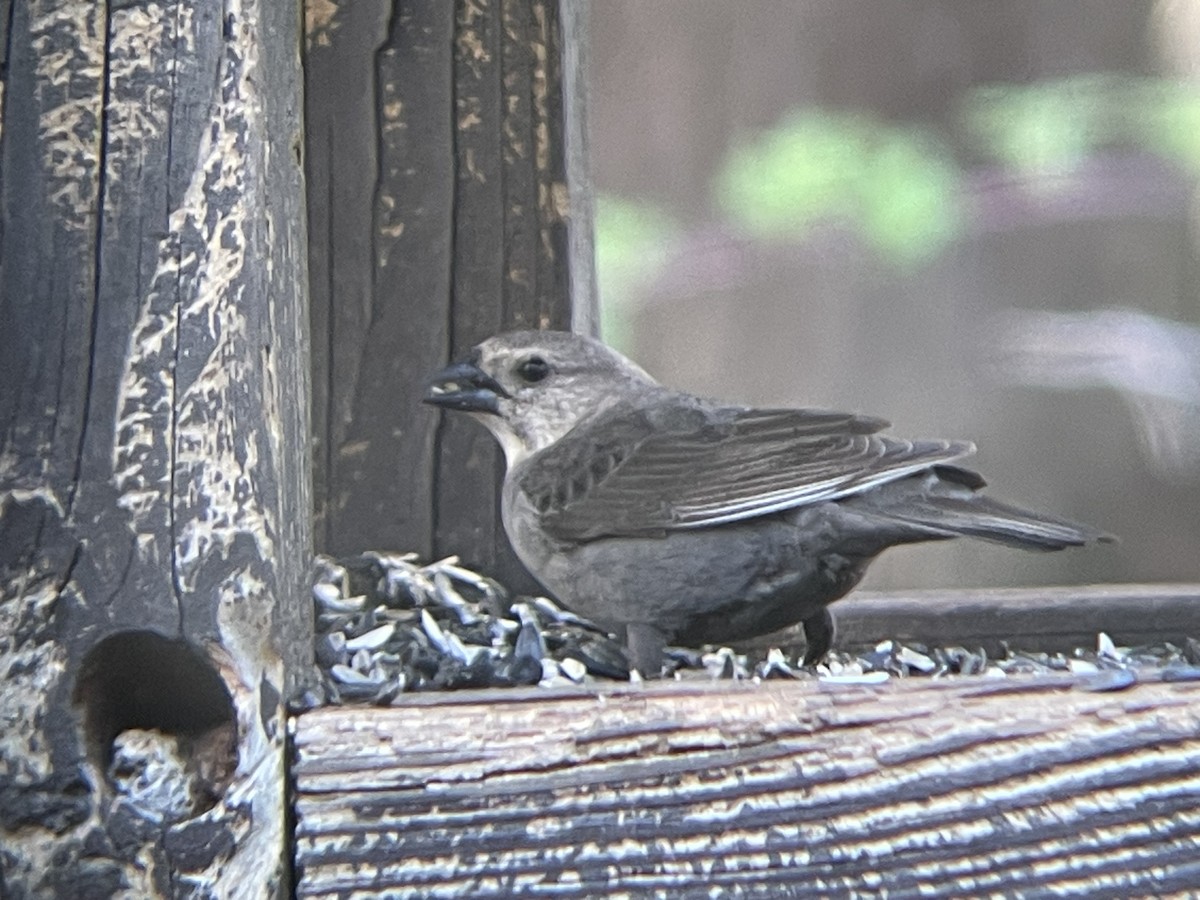 Brown-headed Cowbird - ML617495839