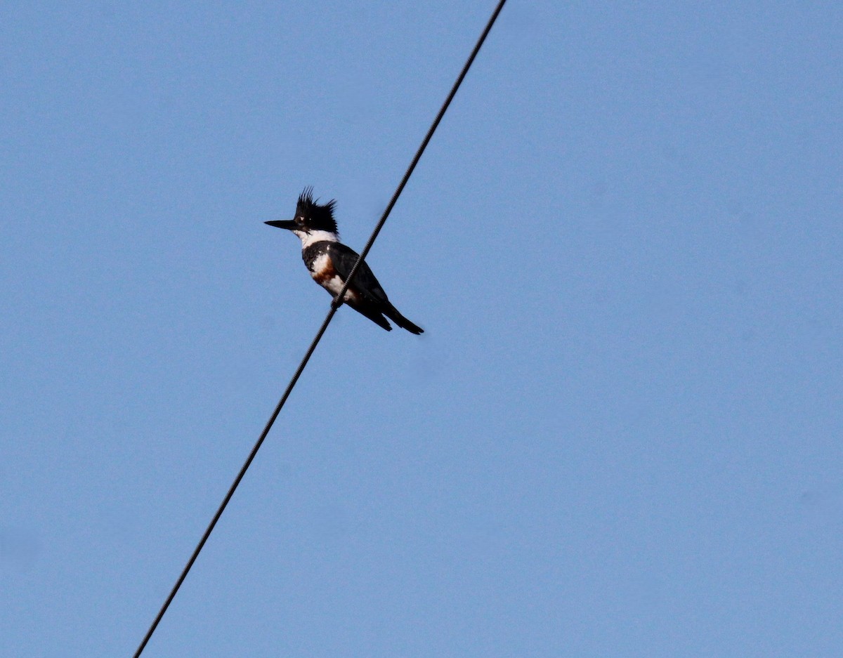 Belted Kingfisher - Leslie Andrich