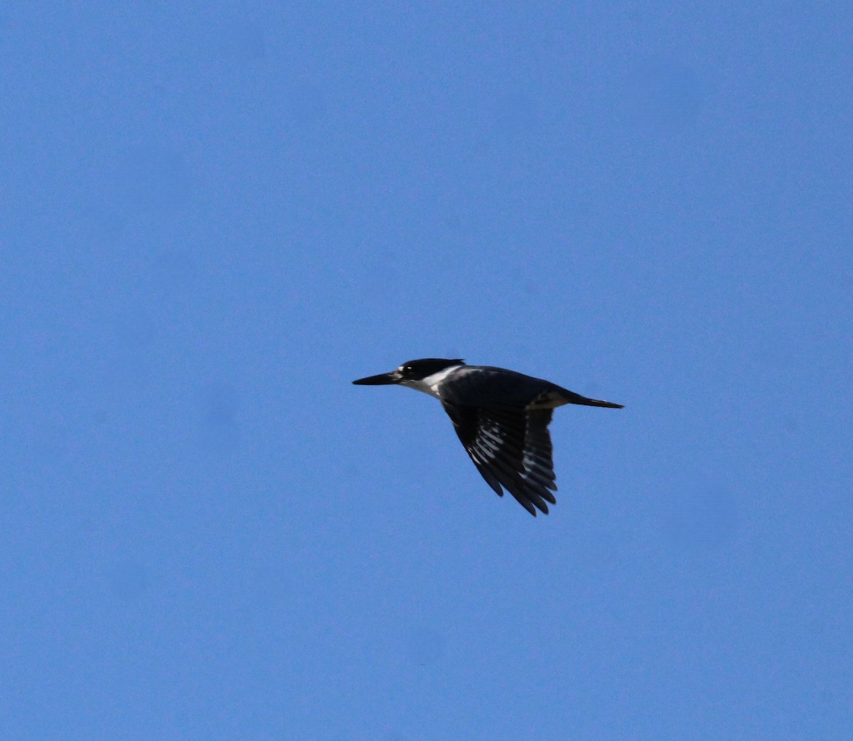 Belted Kingfisher - Leslie Andrich