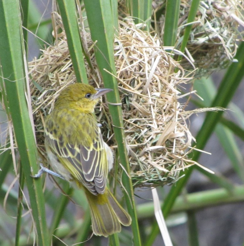 Lesser Masked-Weaver - Jeffrey C and Teresa B Freedman