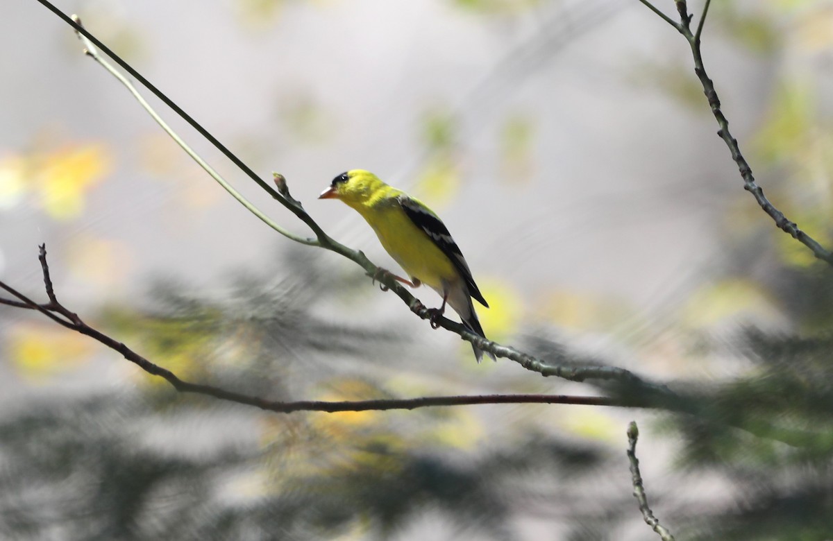 American Goldfinch - ML617495878