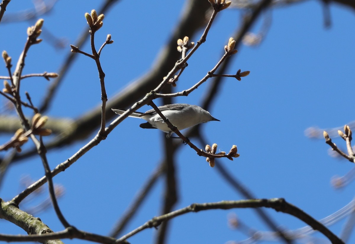 Blue-gray Gnatcatcher - ML617495897