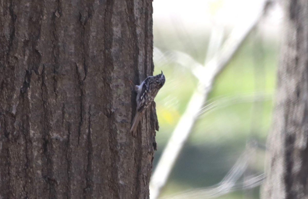 Brown Creeper - ML617495914