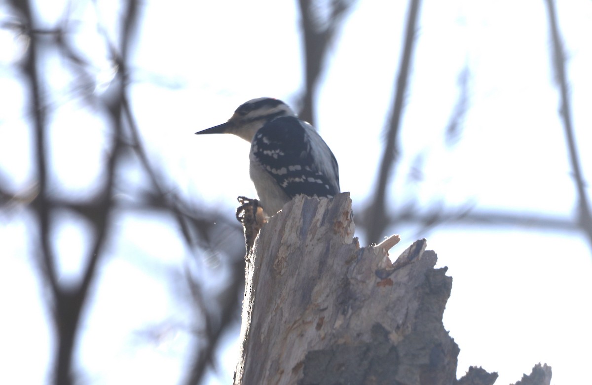 Hairy Woodpecker - ML617495928
