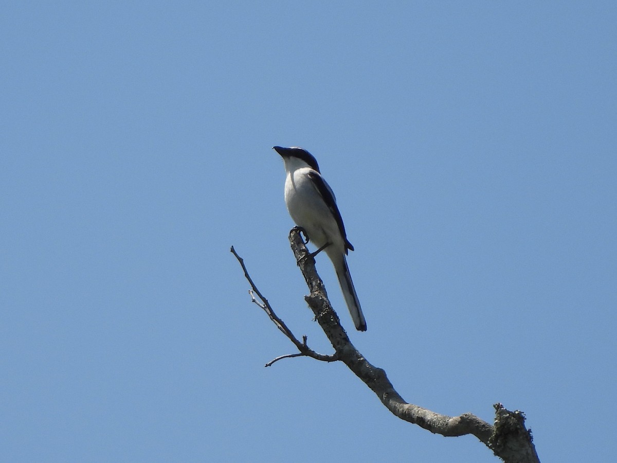 Loggerhead Shrike - ML617495955